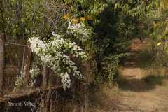 Bougainvillea glabra